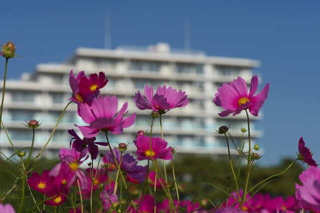 花と集合住宅のイメージ